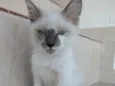 Yuki lindo bebê 