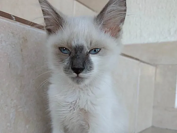 Gato ra a Siames com srd idade 2 a 6 meses nome Yuki lindo bebê 