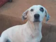 Pipoca