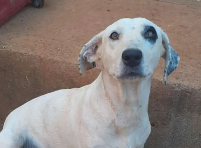 Cachorro ra a Vira Latas idade 3 anos nome Pipoca