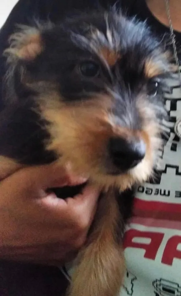 Cachorro ra a Mestiço  idade 2 a 6 meses nome Charlie 