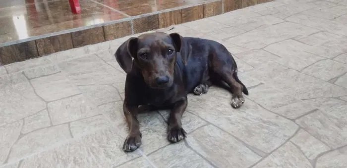Cachorro raça  idade  nome Sem nome