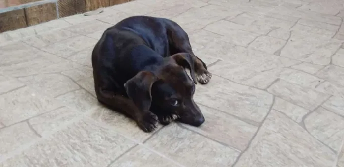 Cachorro raça  idade  nome Sem nome