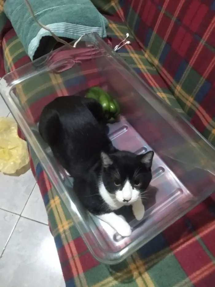 Gato ra a Srd idade 7 a 11 meses nome Tedy