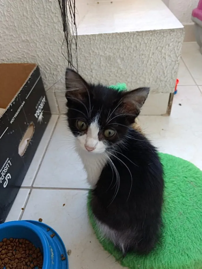 Gato ra a Frajola  idade 2 a 6 meses nome Pinguinho lindo bebê