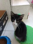 Pinguinho lindo bebê