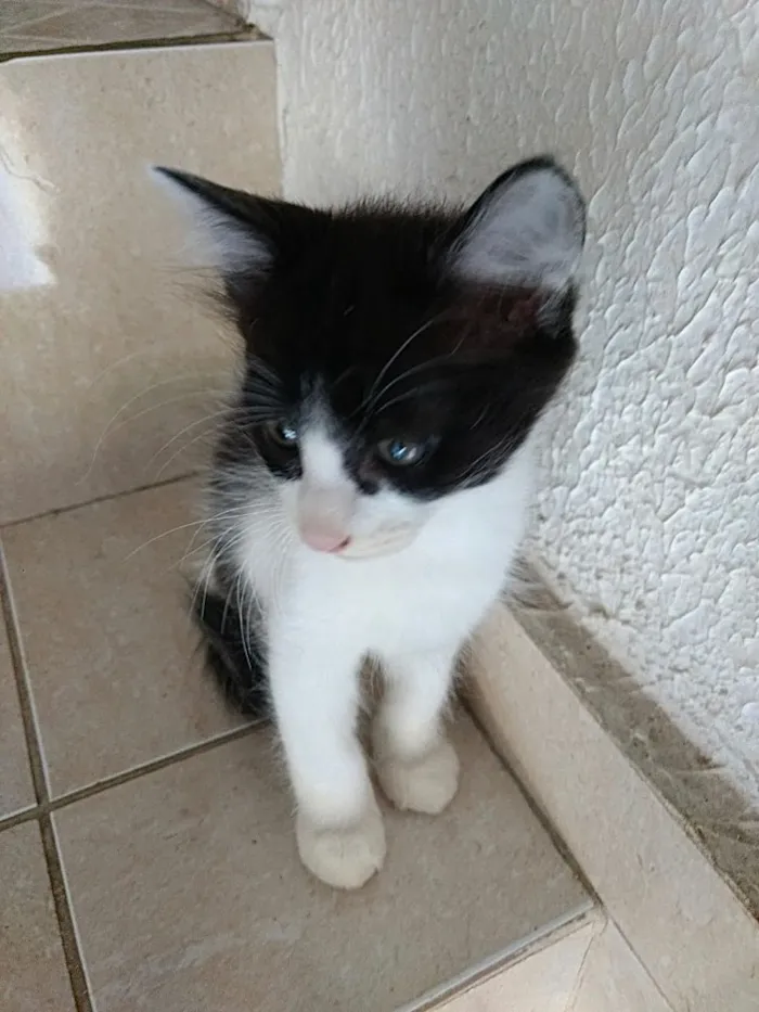 Gato ra a Frajola  idade 2 a 6 meses nome Pinguinho lindo bebê