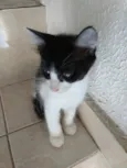 Pinguinho lindo bebê