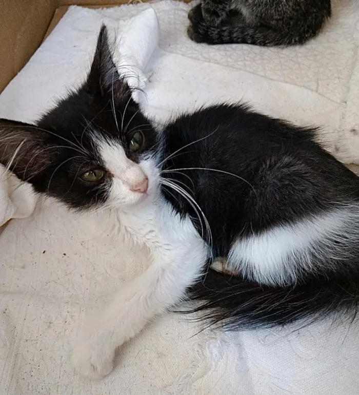 Gato ra a Frajola  idade 2 a 6 meses nome Pinguinho lindo bebê