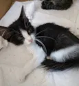 Pinguinho lindo bebê