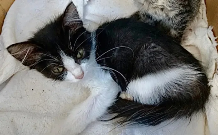 Gato ra a Frajola  idade 2 a 6 meses nome Pinguinho lindo bebê