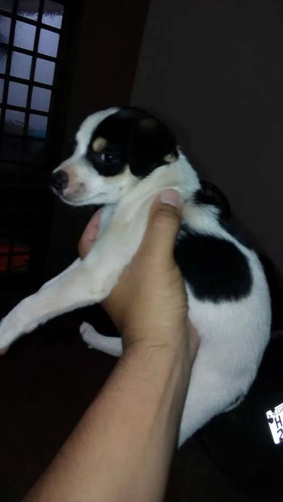 Cachorro ra a Mistura de poodle com pinscher idade 2 a 6 meses nome Sem nome