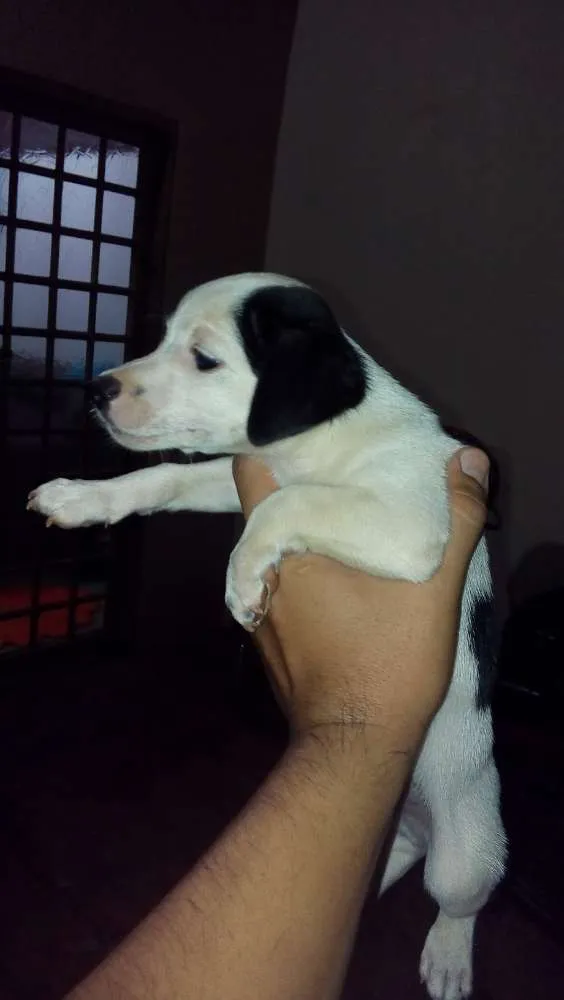 Cachorro ra a Mistura de poodle com pinscher idade 2 a 6 meses nome Sem nome