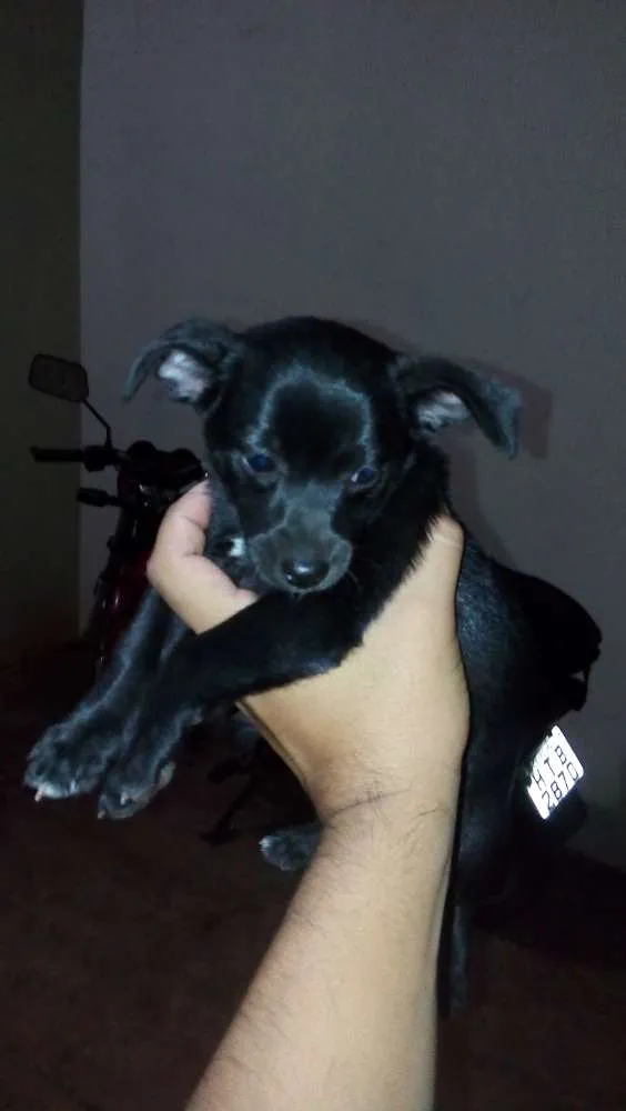 Cachorro ra a Mistura de poodle com pinscher idade 2 a 6 meses nome Sem nome