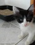 Pinguinho lindo bebê