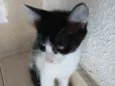 Pinguinho lindo bebê