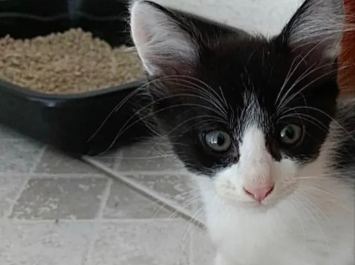 Gato ra a Frajola  idade 2 a 6 meses nome Pinguinho lindo bebê