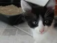 Pinguinho lindo bebê