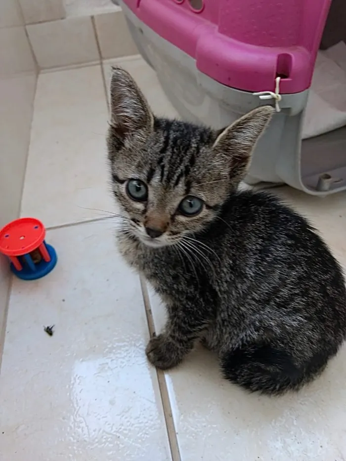 Gato ra a Srd Linda  idade 2 a 6 meses nome Amanda belíssima 
