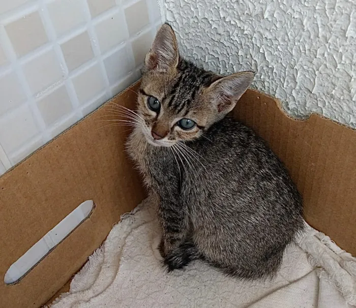 Gato ra a Srd Linda  idade 2 a 6 meses nome Amanda belíssima 