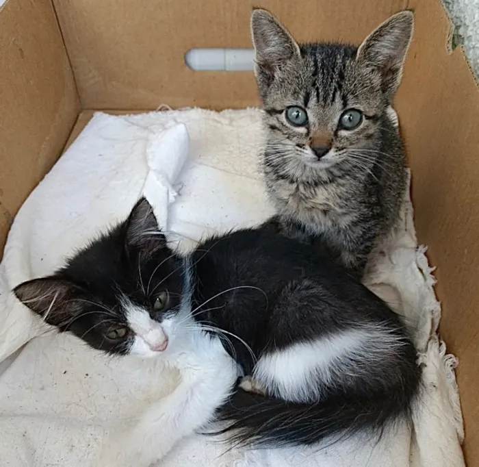 Gato ra a Srd Linda  idade 2 a 6 meses nome Amanda belíssima 