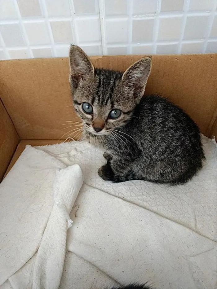 Gato ra a Srd Linda  idade 2 a 6 meses nome Amanda belíssima 