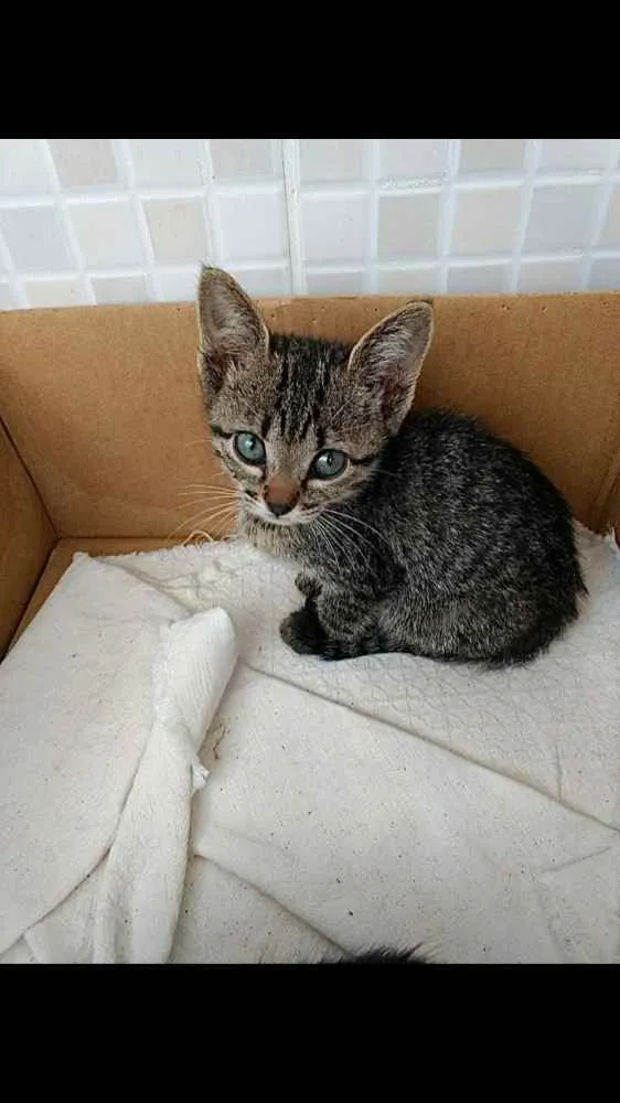 Gato ra a Srd Linda  idade 2 a 6 meses nome Amanda belíssima 