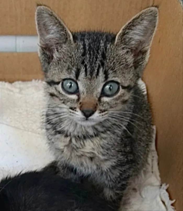 Gato ra a Srd Linda  idade 2 a 6 meses nome Amanda belíssima 