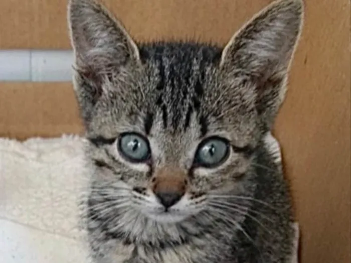 Gato ra a Srd Linda  idade 2 a 6 meses nome Amanda belíssima 