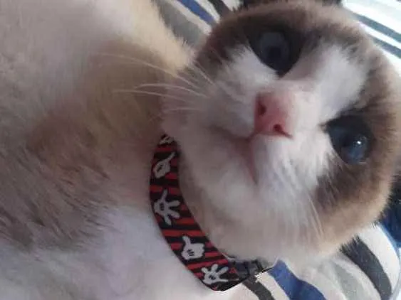 Gato ra a Siamês idade 2 a 6 meses nome Victor Linguicinha