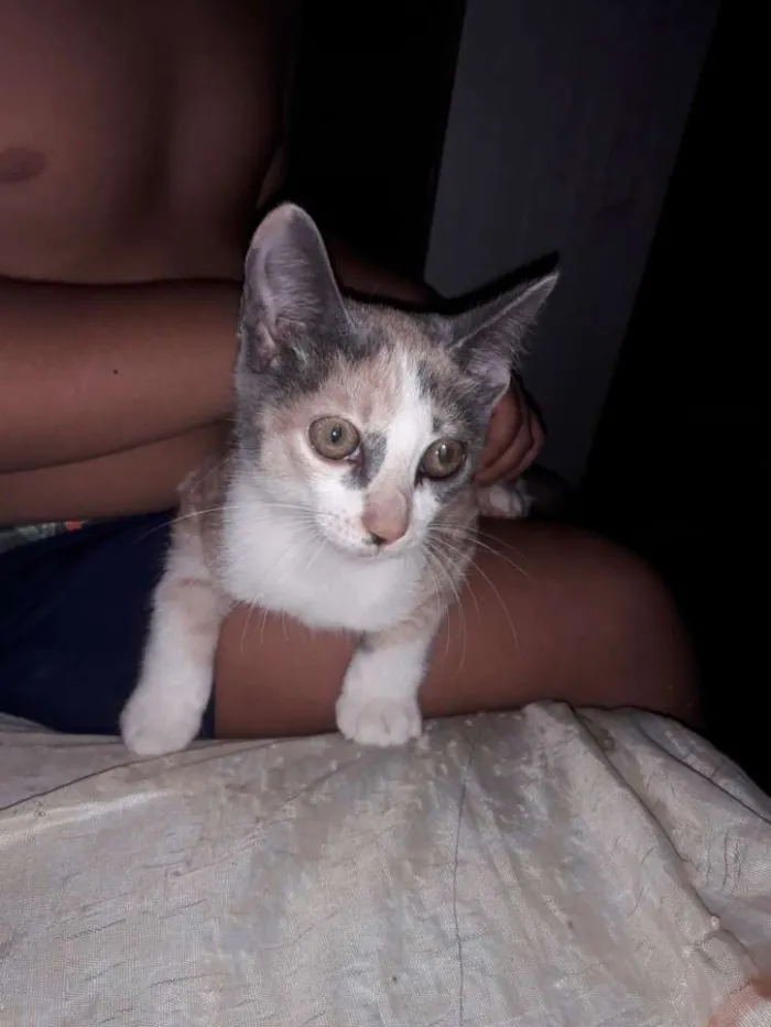 Gato ra a Não definida idade 2 a 6 meses nome Puma e Male