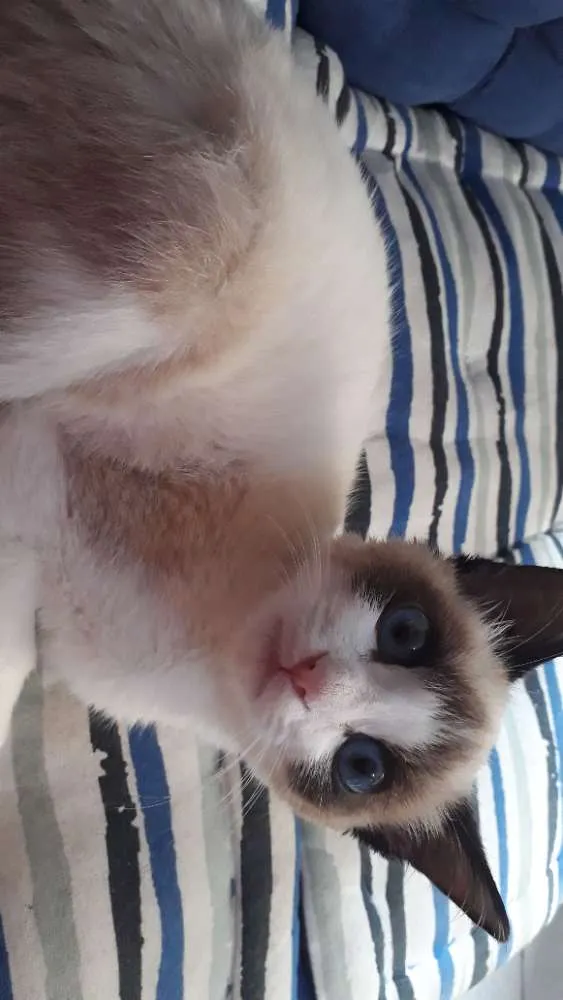 Gato ra a Siamês idade 2 a 6 meses nome Victor Linguicinha