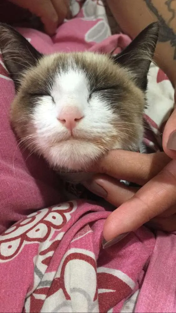 Gato ra a Siamês idade 2 a 6 meses nome Victor Linguicinha