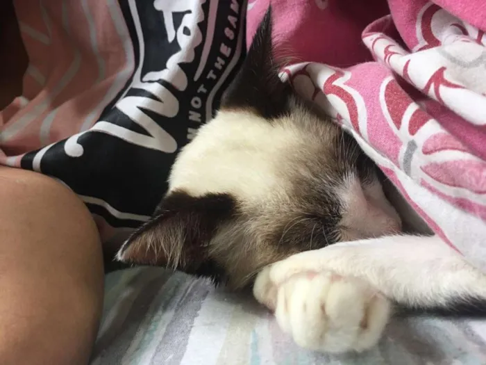 Gato ra a Siamês idade 2 a 6 meses nome Victor Linguicinha