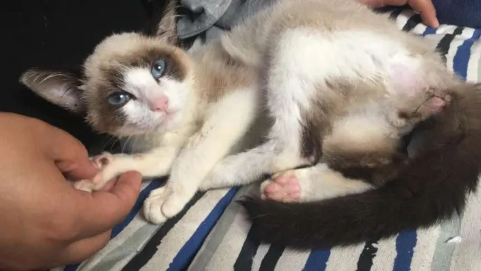 Gato ra a Siamês idade 2 a 6 meses nome Victor Linguicinha