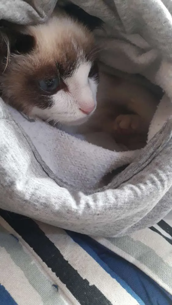 Gato ra a Siamês idade 2 a 6 meses nome Victor Linguicinha
