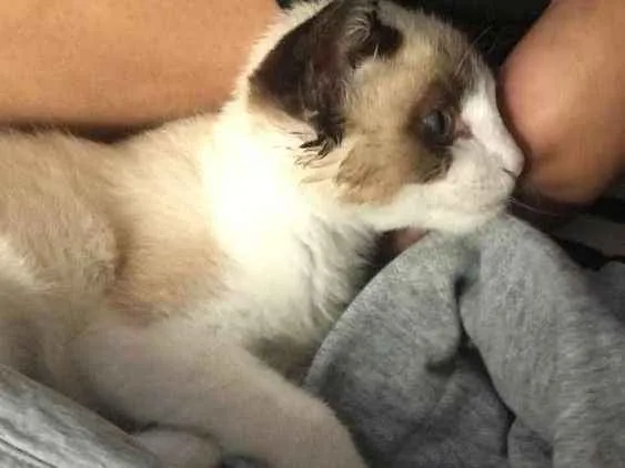 Gato ra a Siamês idade 2 a 6 meses nome Victor Linguicinha