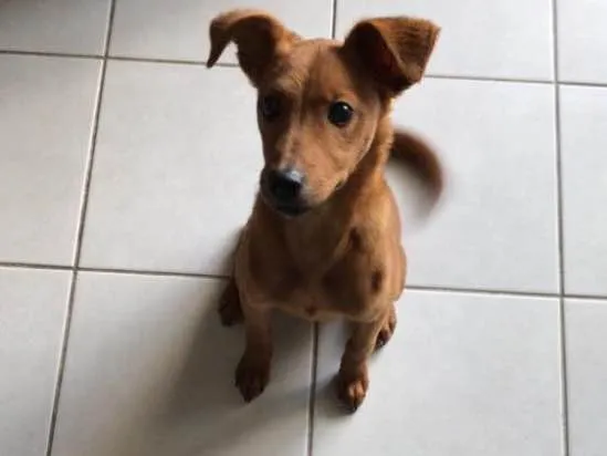 Cachorro ra a Vira Lata  idade 7 a 11 meses nome Pandora 