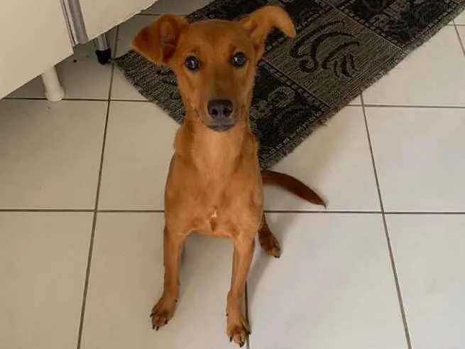 Cachorro ra a Vira Lata  idade 7 a 11 meses nome Pandora 