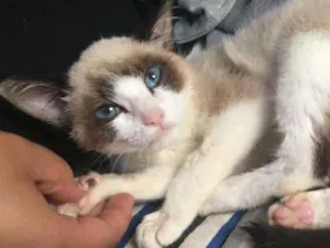 Gato raça Siamês idade 2 a 6 meses nome Victor Linguicinha