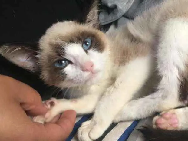 Gato ra a Siamês idade 2 a 6 meses nome Victor Linguicinha