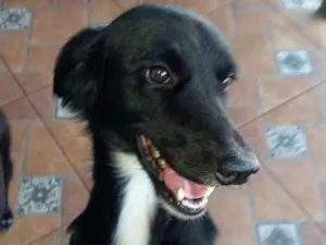 Cachorro raça Nenhuma idade 7 a 11 meses nome Safira