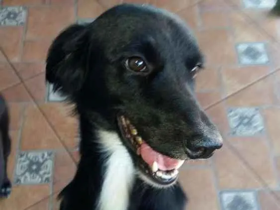 Cachorro ra a Nenhuma idade 7 a 11 meses nome Safira