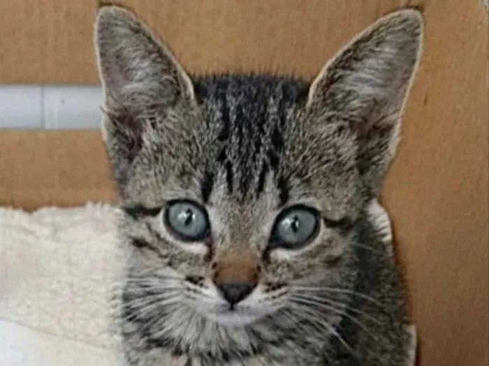 Gato ra a Srd Linda  idade 2 a 6 meses nome Amanda belíssima 