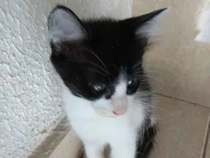 Gato raça Frajola  idade 2 a 6 meses nome Pinguinho lindo bebê