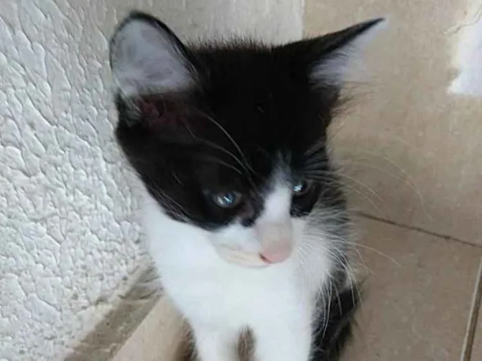 Gato ra a Frajola  idade 2 a 6 meses nome Pinguinho lindo bebê