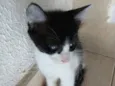 Pinguinho lindo bebê