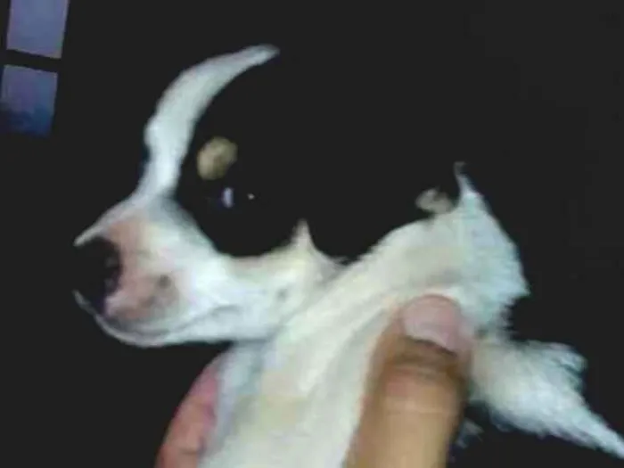 Cachorro ra a Mistura de poodle com pinscher idade 2 a 6 meses nome Sem nome