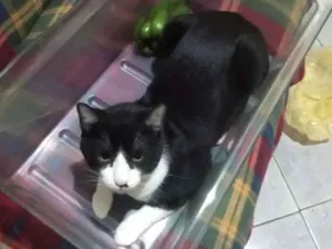 Gato raça Srd idade 7 a 11 meses nome Tedy