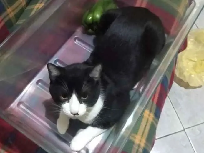 Gato ra a Srd idade 7 a 11 meses nome Tedy